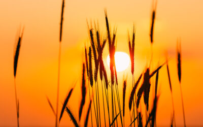 The Power of the Sun – Nature’s Free Energy Source.