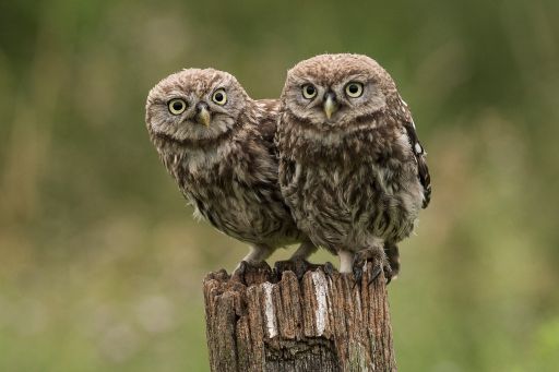 Essex Wildlife Trust CROPPED OPTIMISED